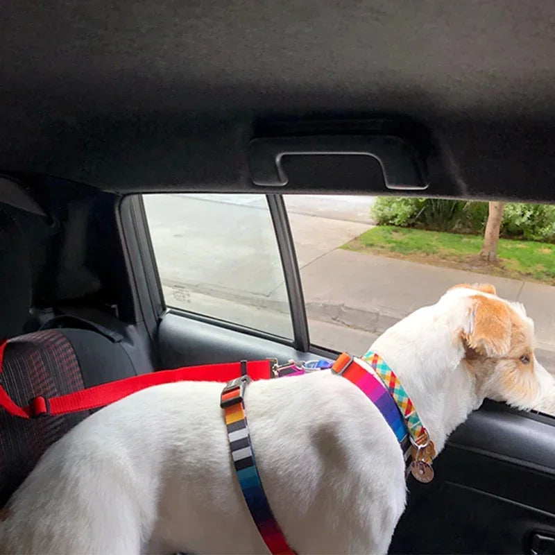 Laisse de voiture pour chien