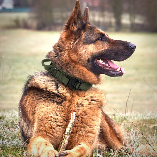 Collier à poignée pour chien