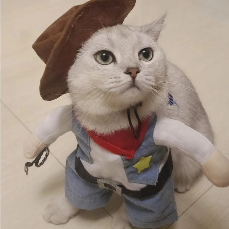 Costume de cowboy pour chat