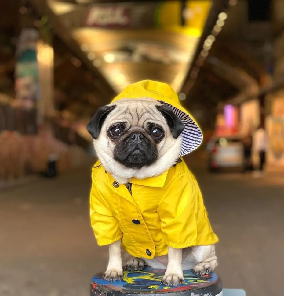 Imperméable pour chien