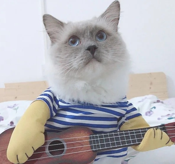 Déguisement de guitariste pour chien et chat