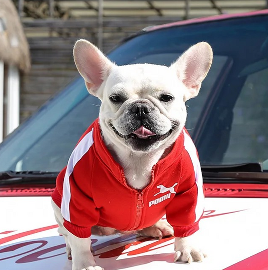 Veste de sport pour chien